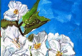 CherryBlossom